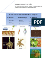 Las Plantas Según Su Raíz