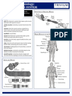 Anatomy & Physiology: The Muscular System