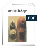 Morfologia Dos Fungos - Márcia G. Perdoncini