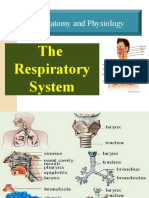Anatomy and Physiology: The Respiratory System