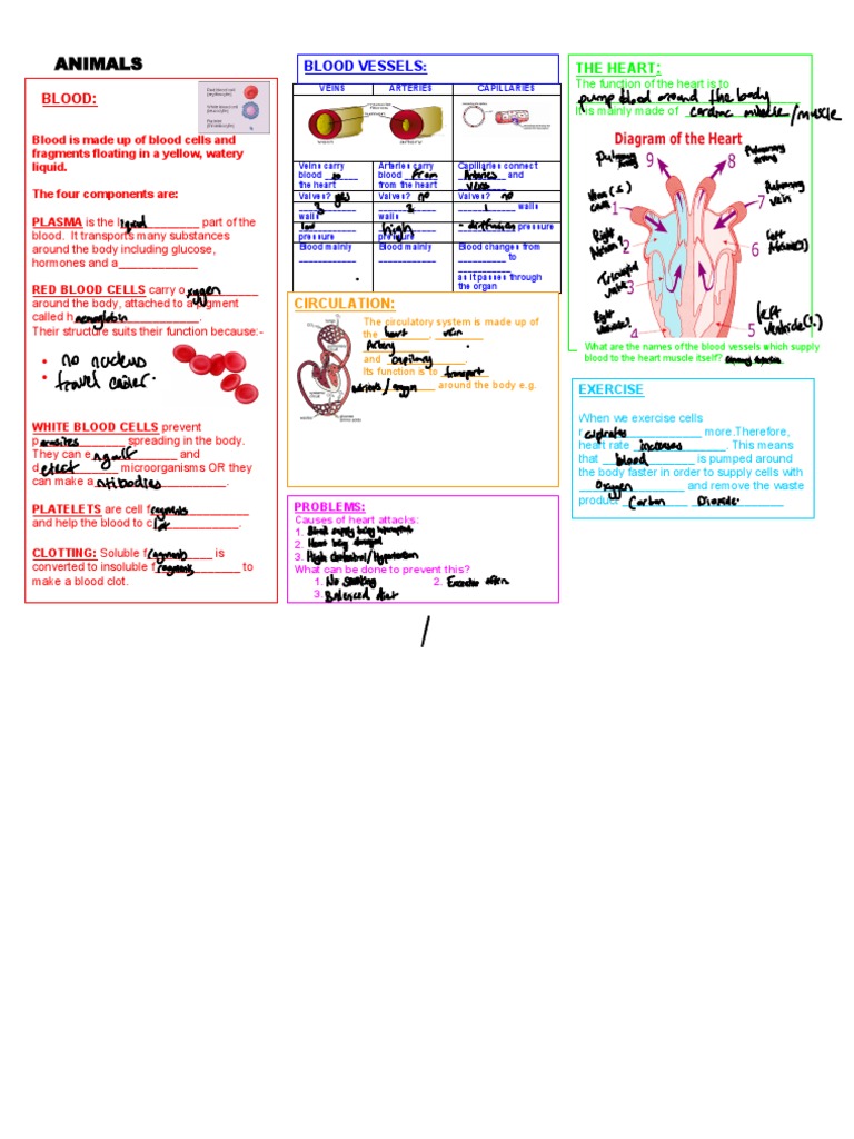 Edited Transport in Animals Summary Sheet PDF Blood Heart