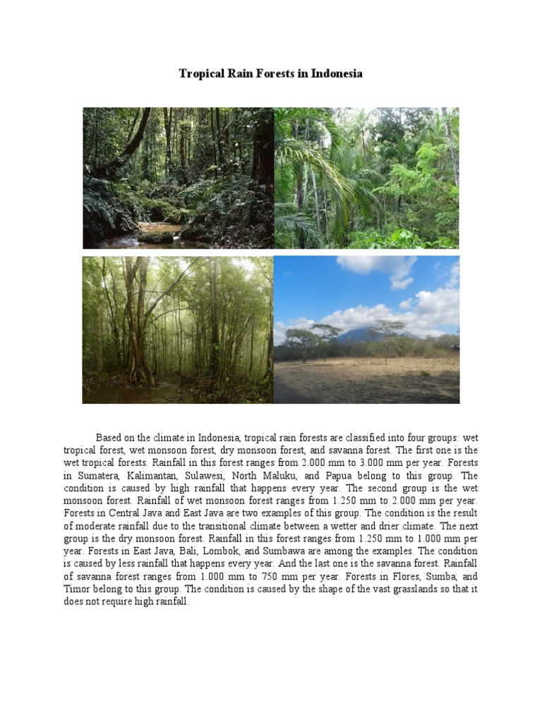 Tropical Rain Forests in Indonesia | PDF
