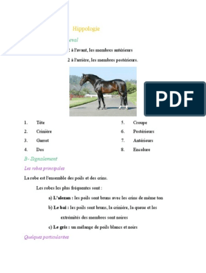 Quiz Galop 3 (Le membre antérieur) - Equitation