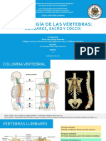 (Anatomía) Osteología de Las Vértebras