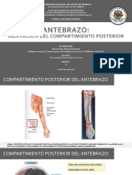 (Anatomía) ANTEBRAZO - Inervación Posterior