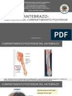 (Anatomía) ANTEBRAZO - Inervación Posterior