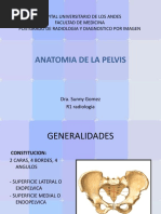Cavidad Toracica Anatomía Ii Veterinaria Pdf Tórax Pulmón
