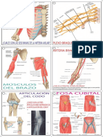 Flashcards Anatomía 3