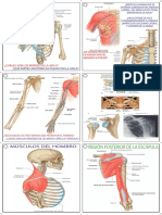 Flashcards Anatomía