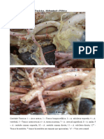Artérias Da Cavidade Torácica - Abdominal ESTUDAR