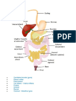 Sistemul Digestiv - Anatomie