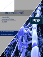 Schwann Cell: Supervised by Department of Biology Jun 2020