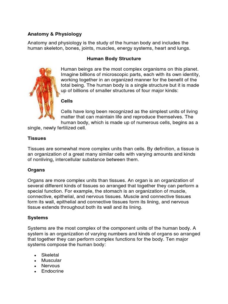 Human Body Anatomy and Systems Overview | PDF | Anatomical Terms Of ...
