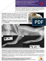 Diagnóstico Radiográfico de Hemimelia Radial Bilateral y Otras Disostosis en Felino de 4 Meses: Reporte de Caso