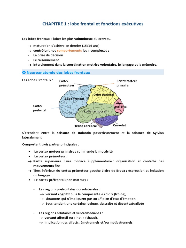 Fonctions du lobe frontal et exécutives | PDF | Fonctions exécutives ...