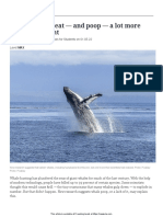 Baleen Whales Eat Poop More Food Ecosystem