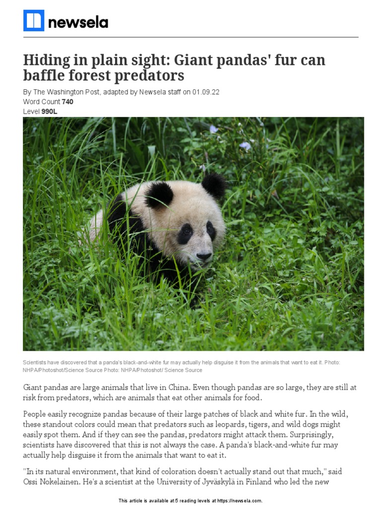 Giant Pandas: Camouflage for Survival | PDF | Camouflage | Giant Panda