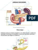 2017 CT4 Pancreas