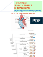 Circulatory System Anatomy