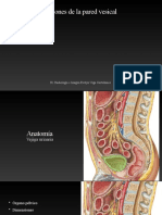 Lesiones Vejiga