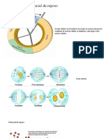 Ciclo Celular y Potencial de Reposo