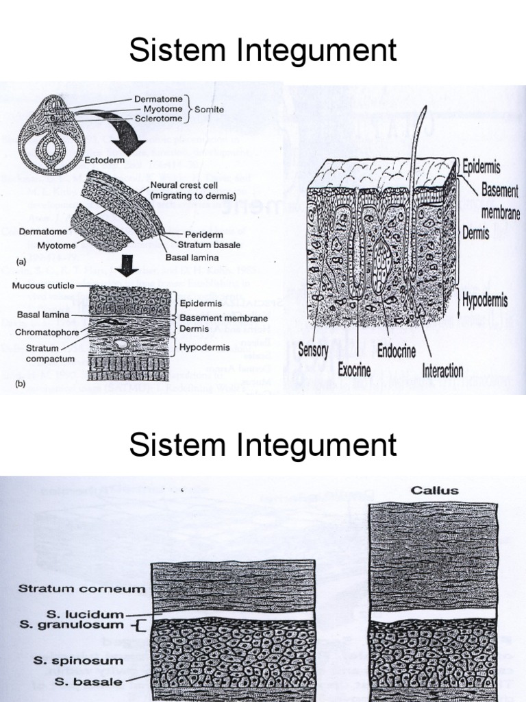 Integumentary Systems of Animals | PDF