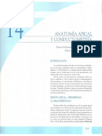 Anatomia Apical y Conductometria