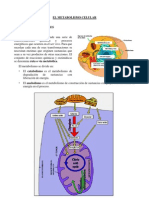 metabolismo