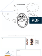 3p Ciclo Celular Estructuras Bioquímicas