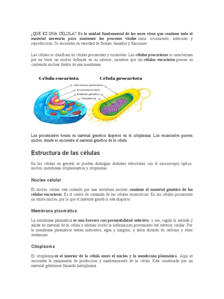 Estructura y Función de las Células | PDF | Biología Celular) | Citoplasma