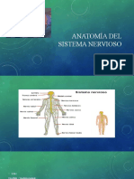 Anatomía Del Sistema Nervioso