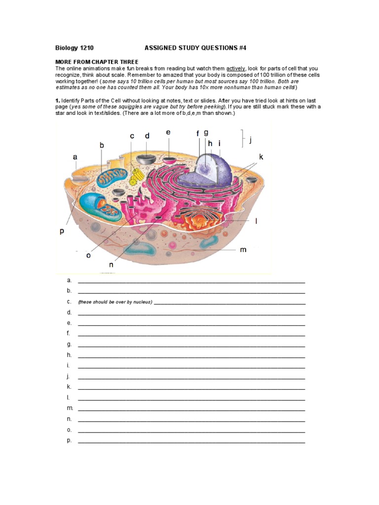 Biology 1210 Study Questions on Cells | PDF | Endoplasmic Reticulum ...