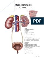anatomie Système urinaire