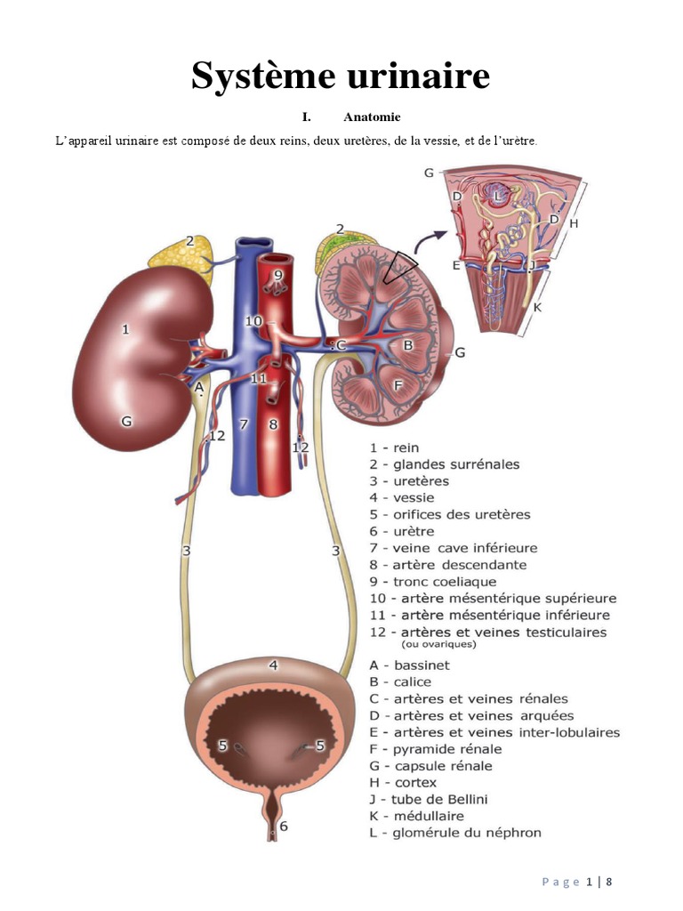 Structures du système urinaire