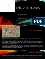 HISTOLOGÍA VETERINARIA - Tejido Nervioso