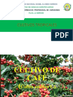 Cultivo Cafe 2