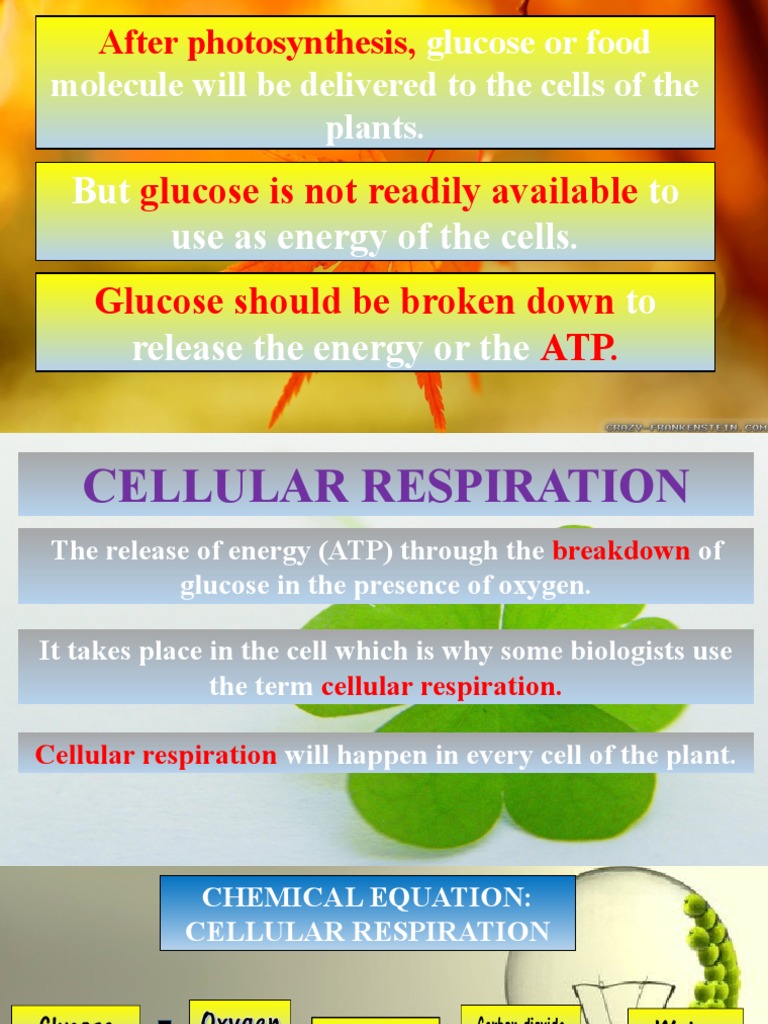 Plant Cellular Respiration Explained | PDF | Science & Mathematics