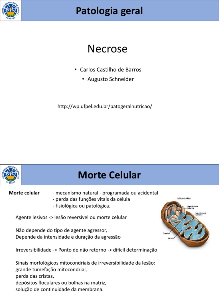 Necrose 2020 PDF Necrose Apoptose 