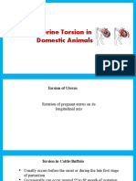 Uterine Torsion in Domestic Animals