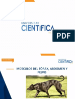 SESIÓN 8. Sistema Musculoesquelético de Tórax, Abdomen y Pelvis