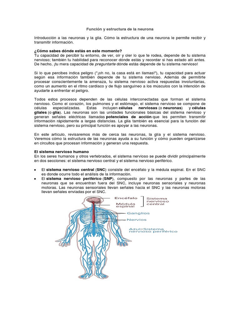 Estructura y función de las neuronas | PDF | Sinapsis | Neurona