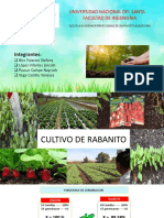 Cultivo de Rabanito