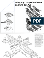 Anatomia, Fisiología, Comportamiento - Topografia