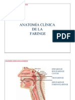 Anatomia Faringe