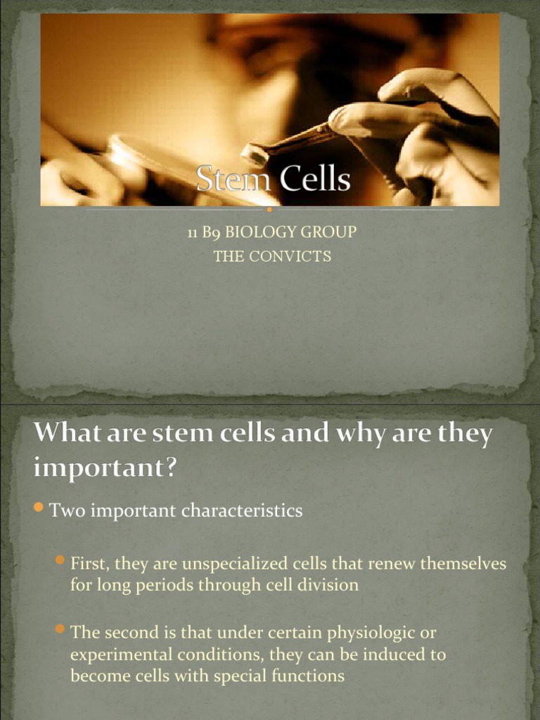 Understanding Stem Cells and Their Functions | PDF | Biology | Stem Cell
