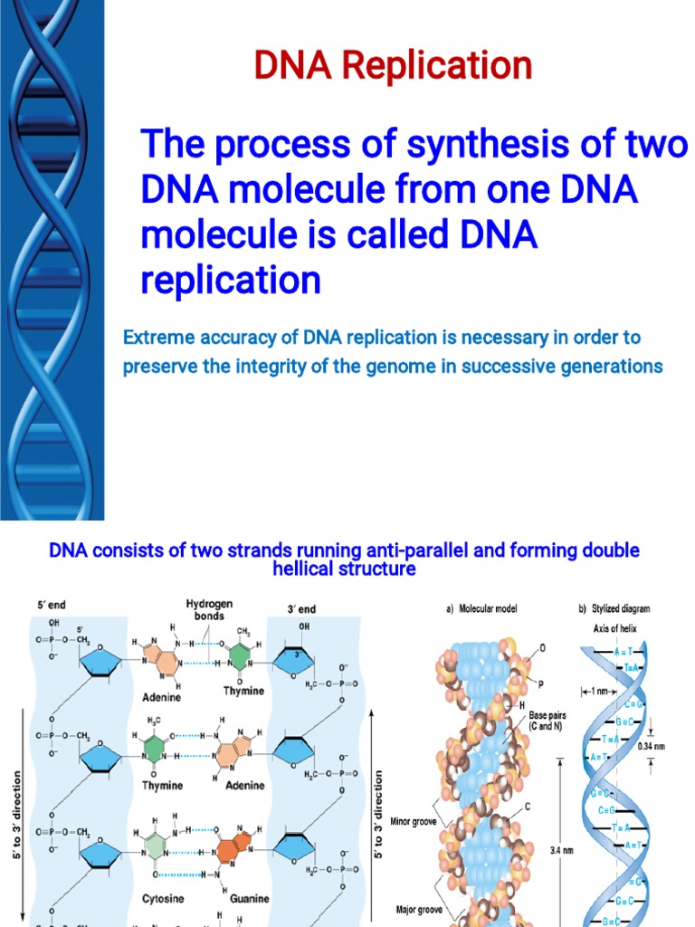 DNA Replication PDF Dna Replication Primer (Molecular Biology)