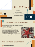 Echinodermata (Revisi)