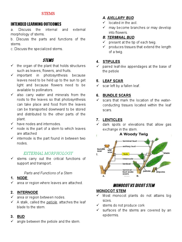 Stem Morphology and Functions Explained | PDF | Leaf | Plant Stem
