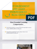 Photosynthesis Light and Dark Reactions