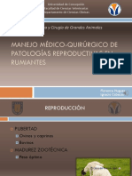 MANEJO MÉDICO-QUIRÚRGICO DE PATOLOGÍAS REPRODUCTIVAS EN RUMIANTES